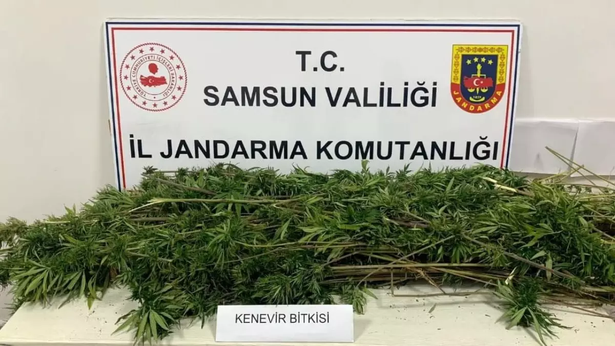 Samsun’da 304 Kök Kenevir Ele Geçirildi