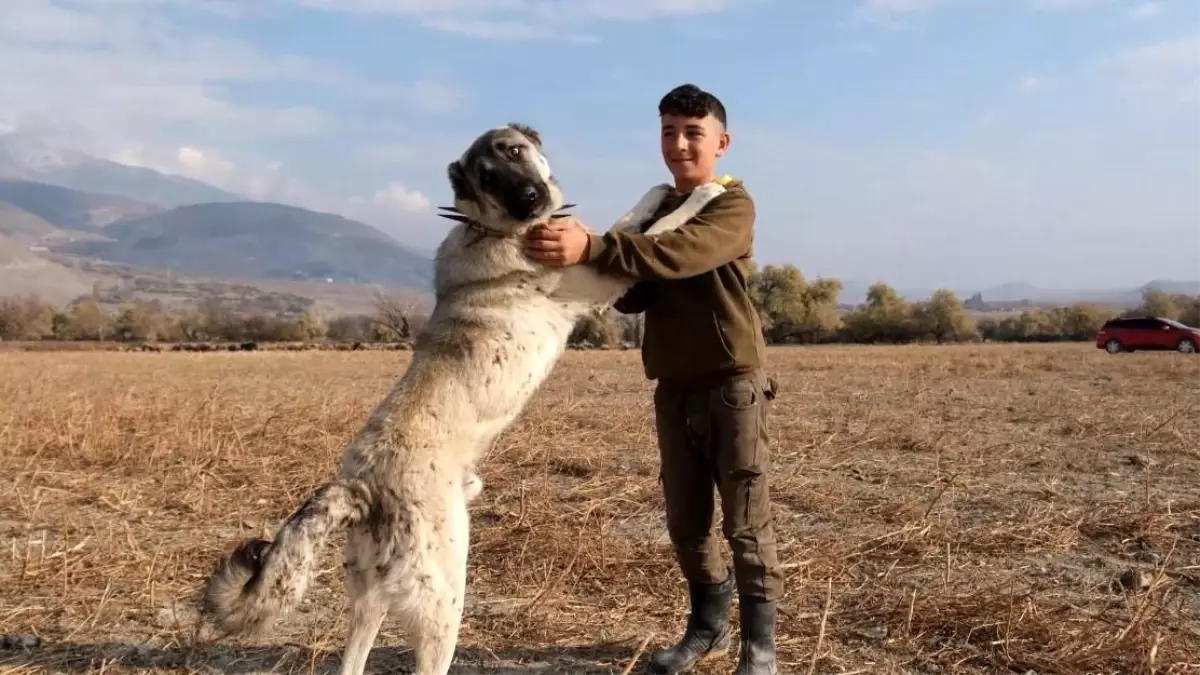 Çobanlıkta Çoban Köpeklerinin Önemi